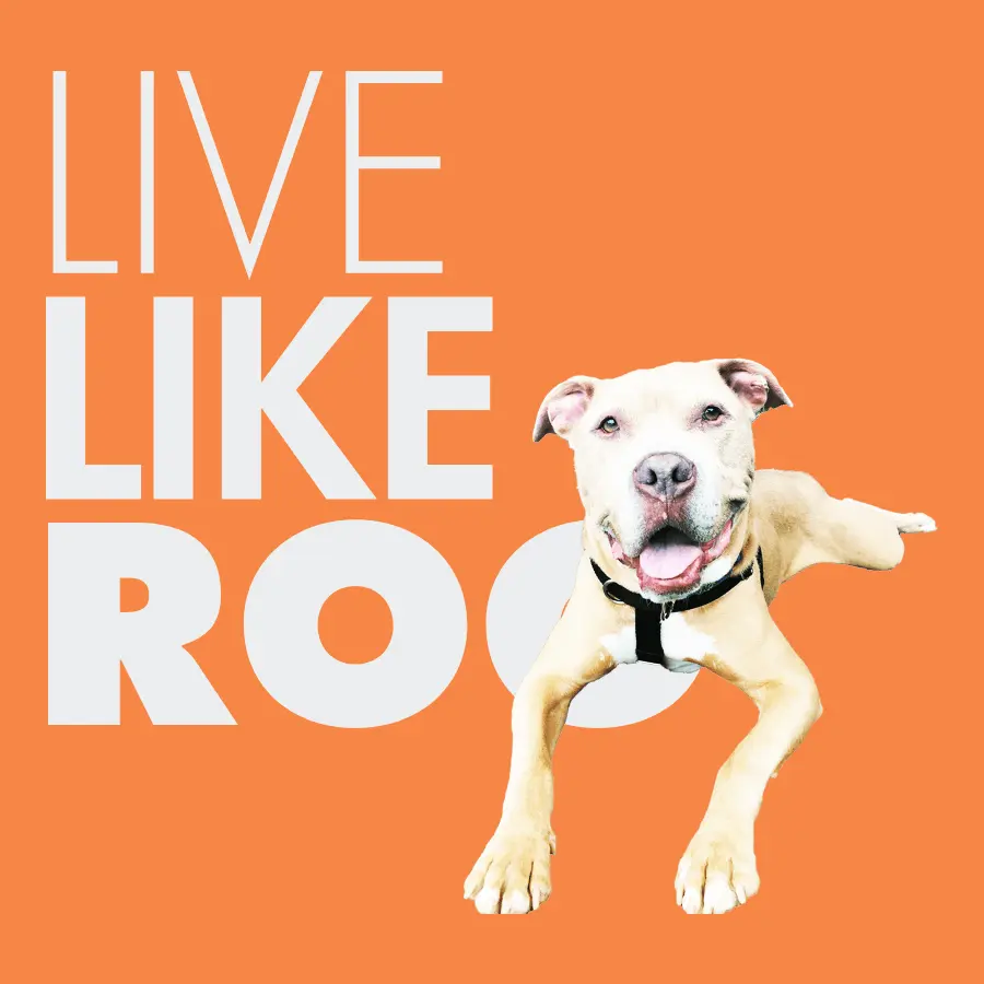 Putting Our Pets in the Spotlight (and Supporting Live Like Roo)